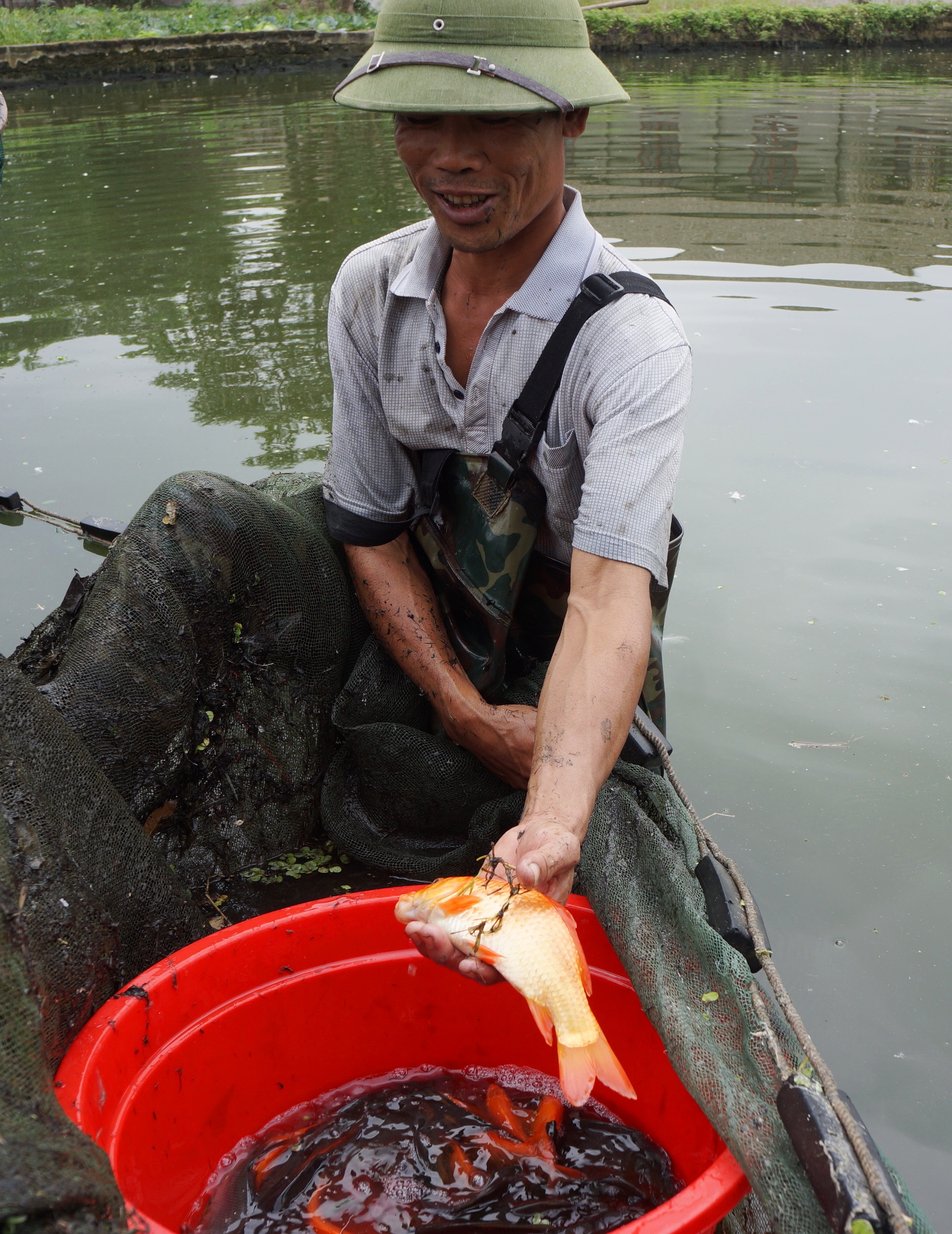 hoi ha thu hoach ca chep anh 2