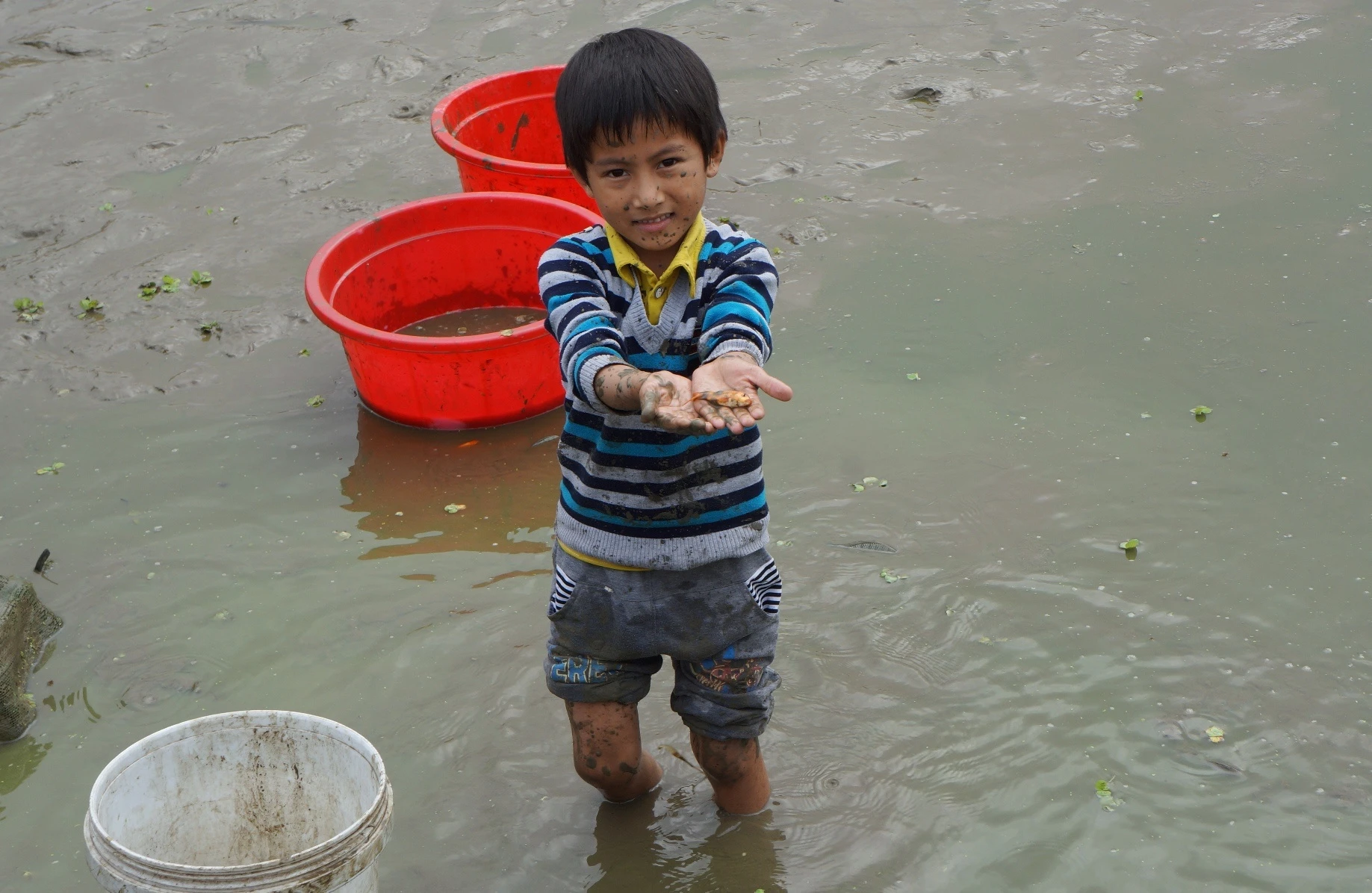 hoi ha thu hoach ca chep anh 4