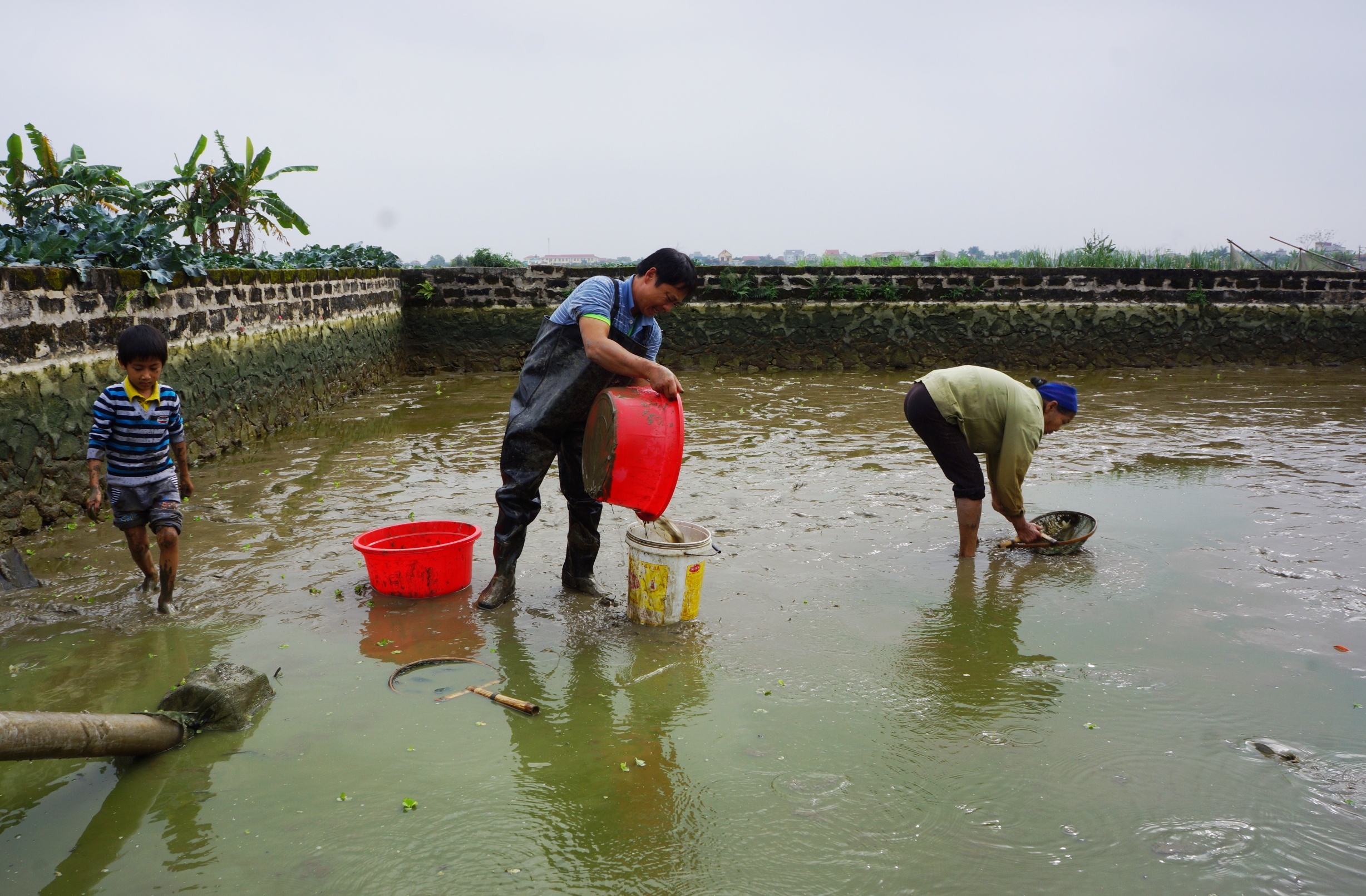 hoi ha thu hoach ca chep anh 3