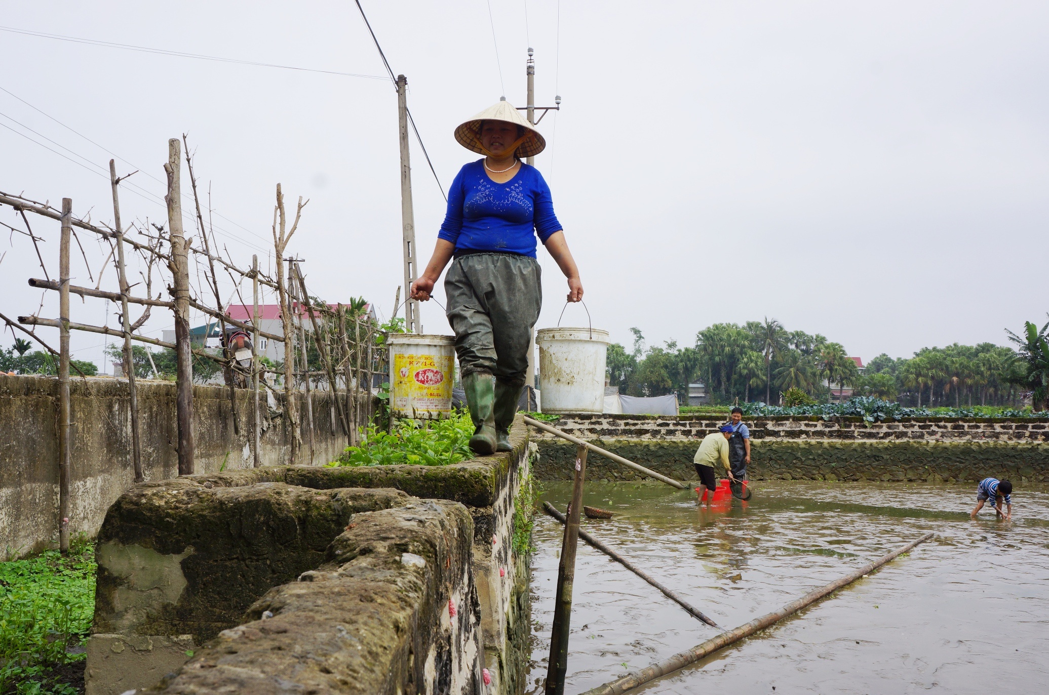 hoi ha thu hoach ca chep anh 5