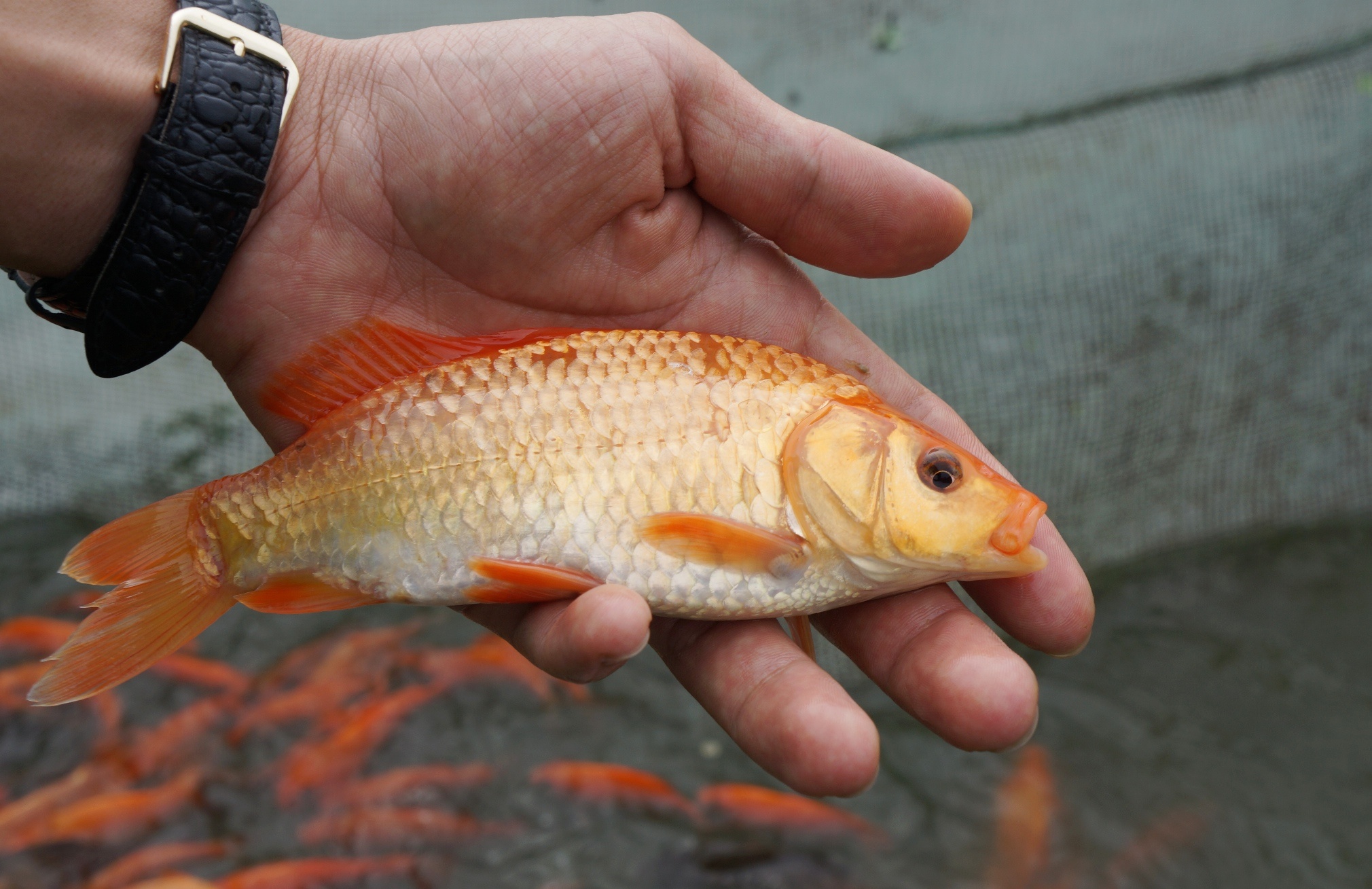 Loi bun thu hoach ca chep truoc ngay ong Tao ve troi hinh anh