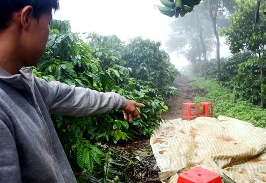 An mang tu mau thuan nho hinh anh