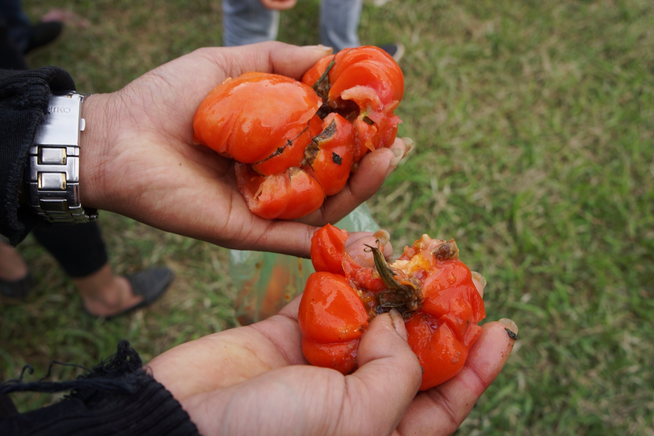 phien cho nem ca chua anh 6