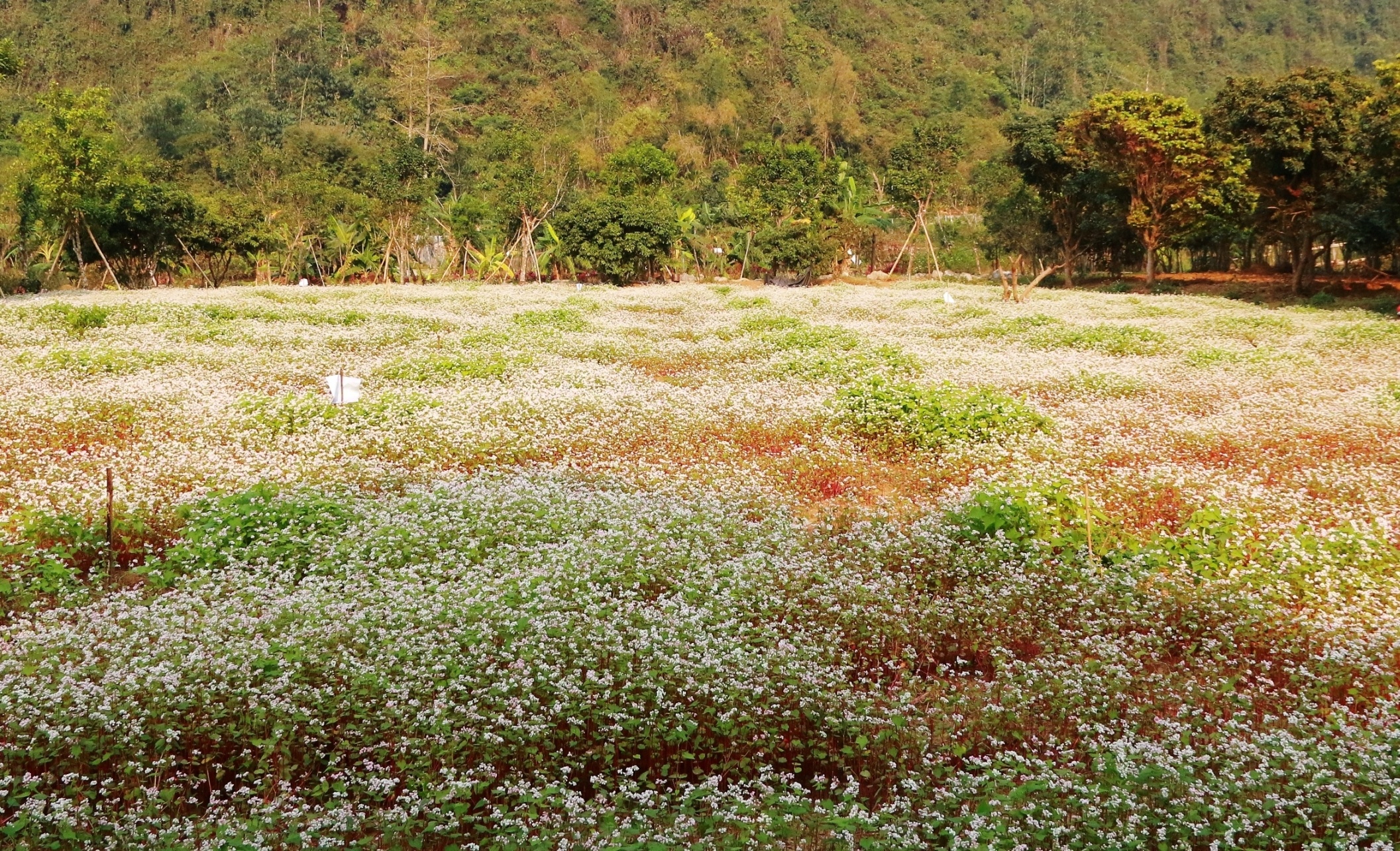 hoa tam giac mach o Ninh Binh anh 1