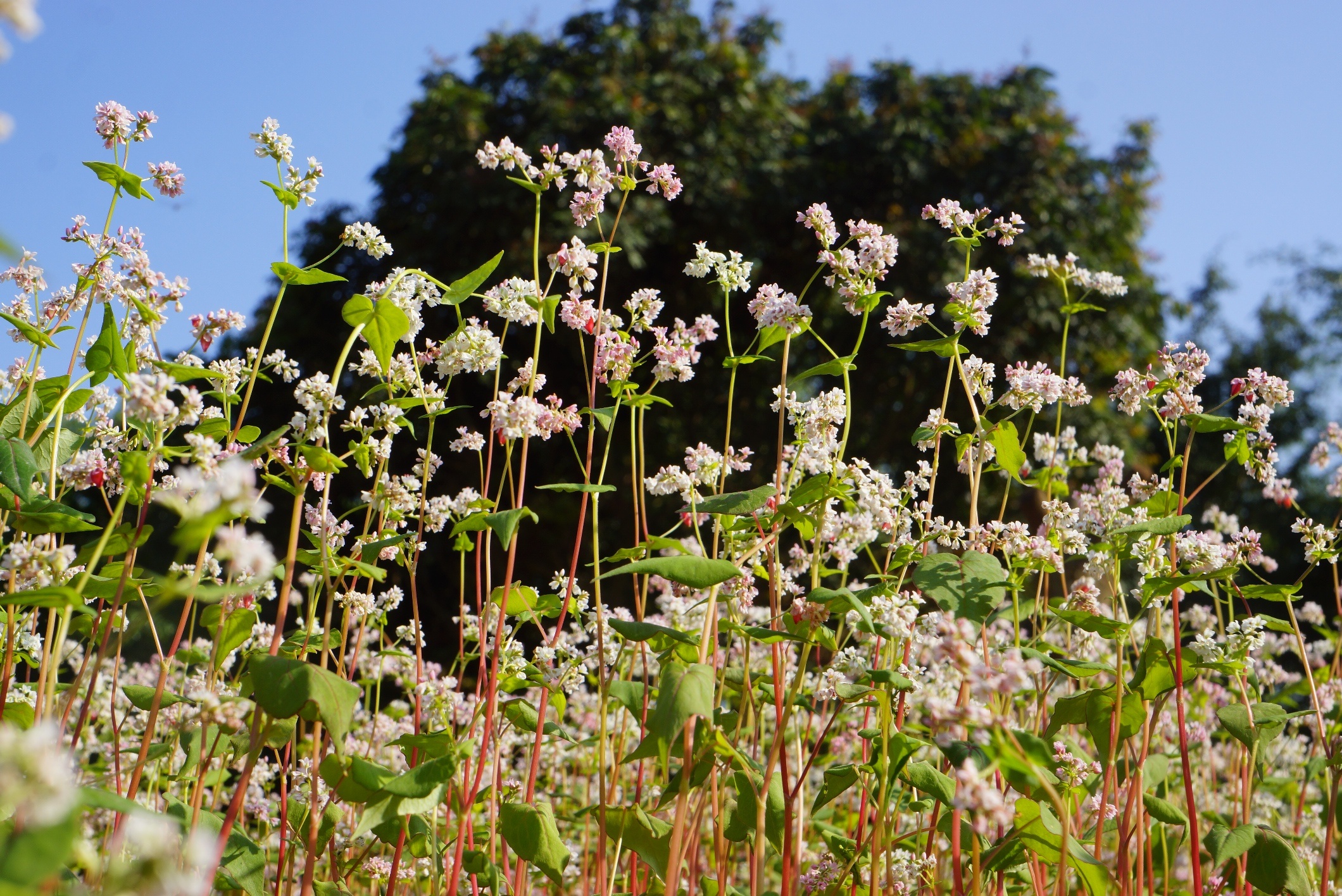 hoa tam giac mach o Ninh Binh anh 4