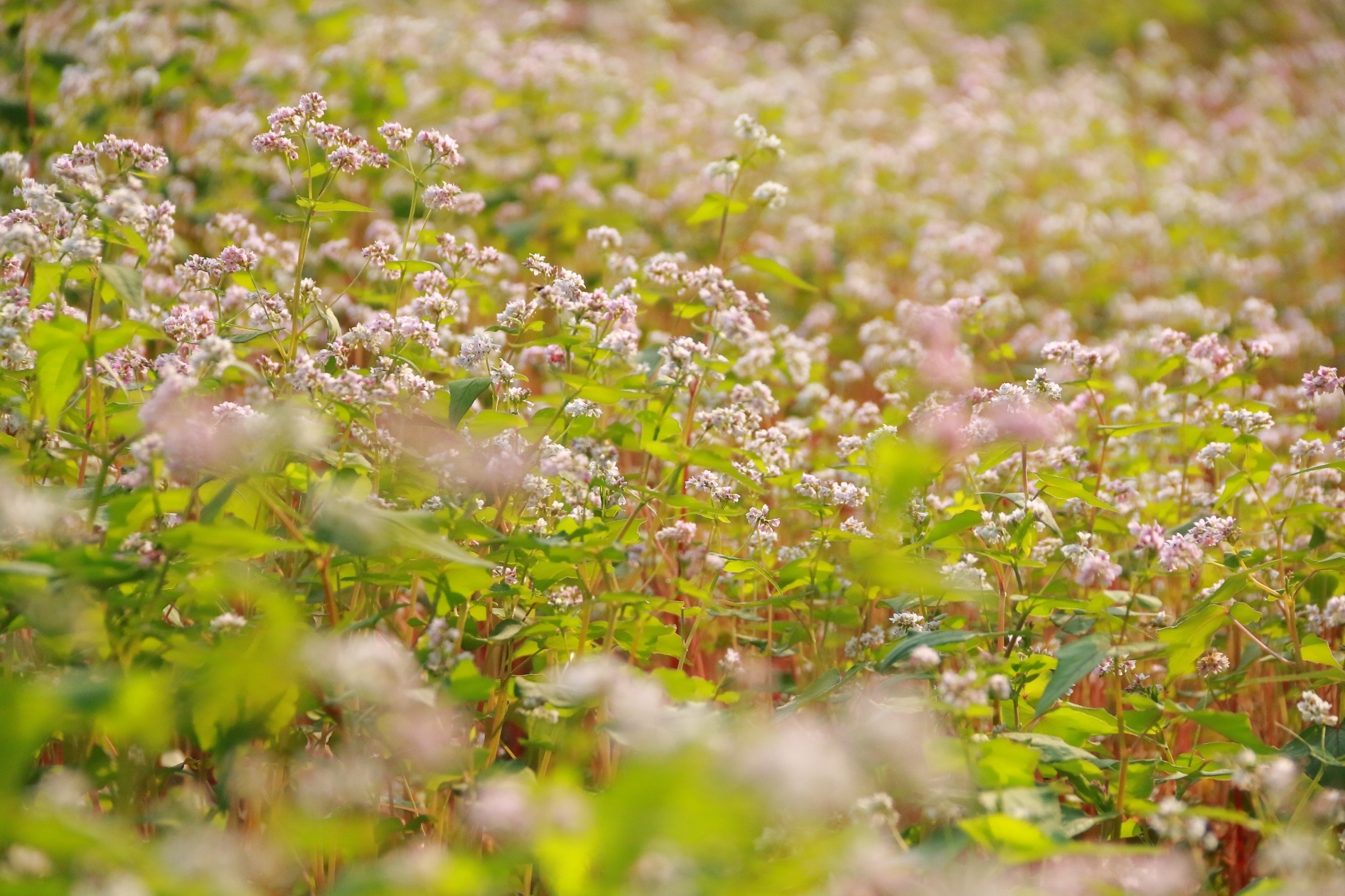hoa tam giac mach o Ninh Binh anh 2