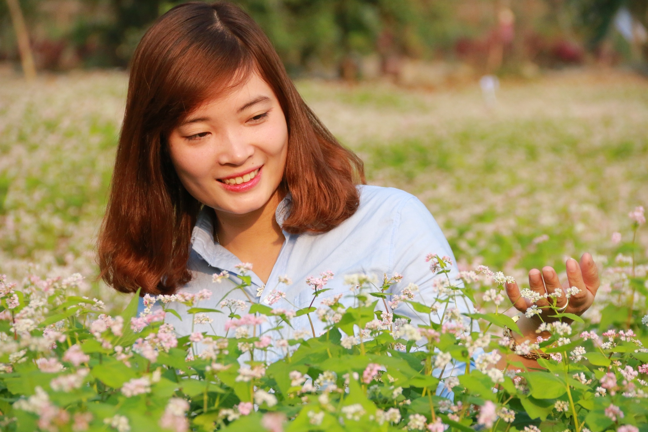hoa tam giac mach o Ninh Binh anh 3