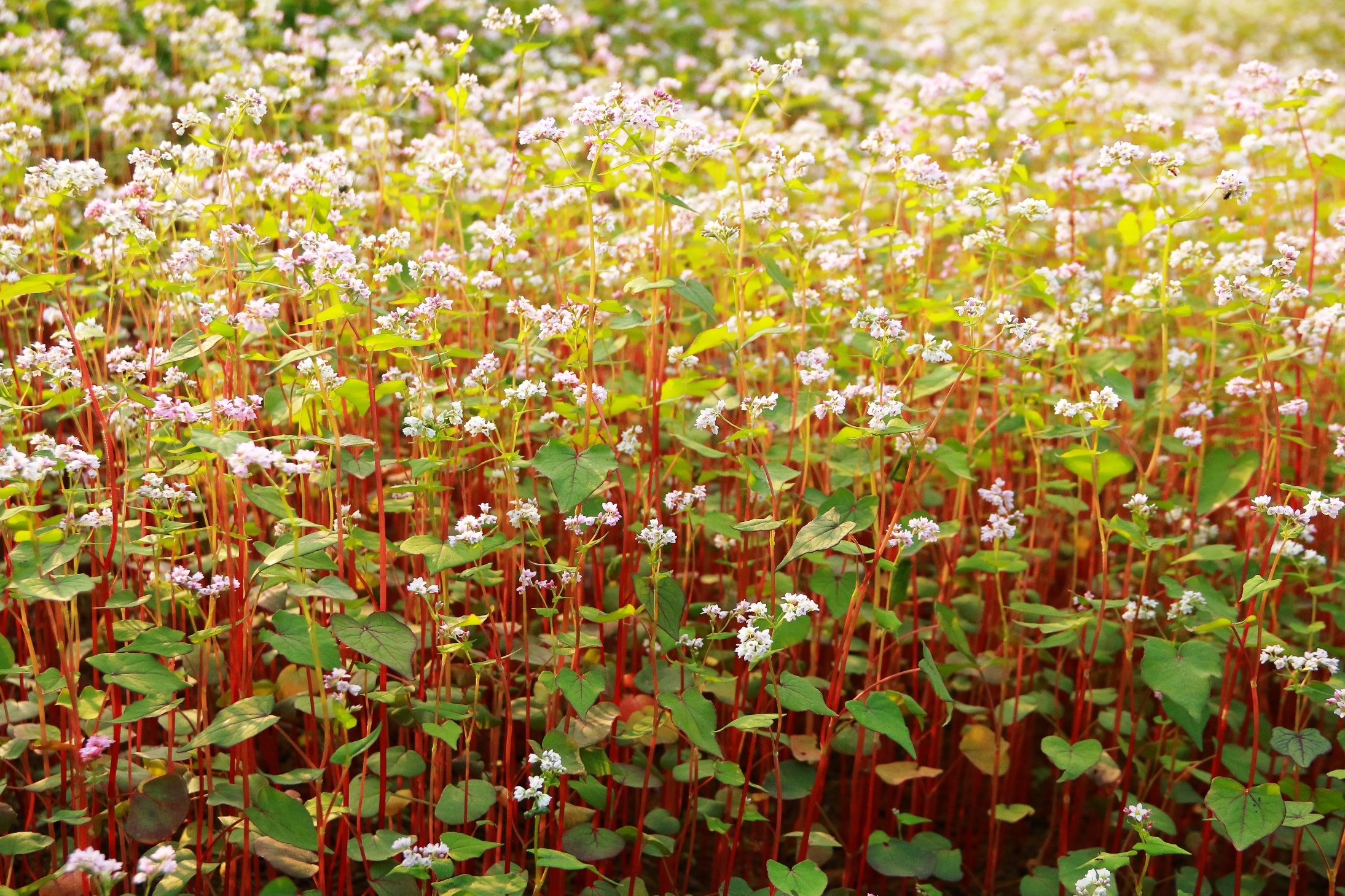 hoa tam giac mach o Ninh Binh anh 6