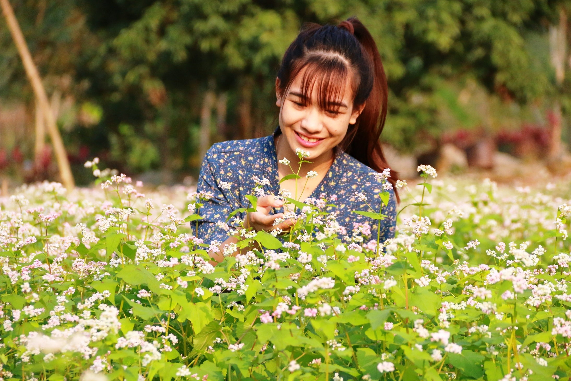 Vuon hoa tam giac mach o Ninh Binh hinh anh