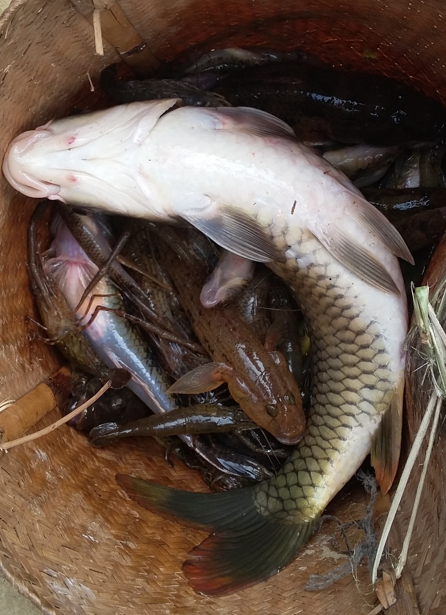 ca lai chet tren song Am anh 2