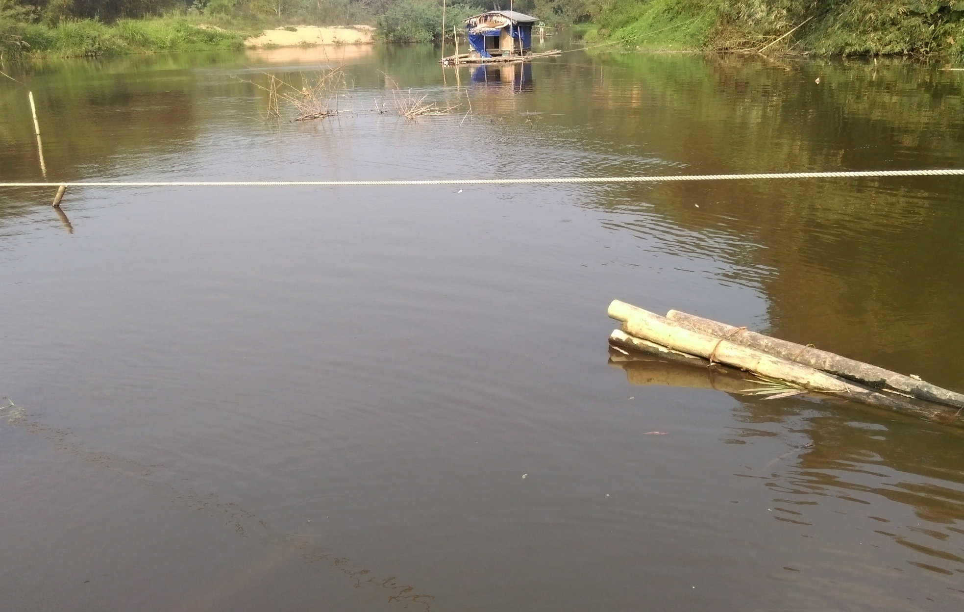 tìm nguyên nhân cá chết ảnh 2 tim nguyen nhan ca chet anh 2
