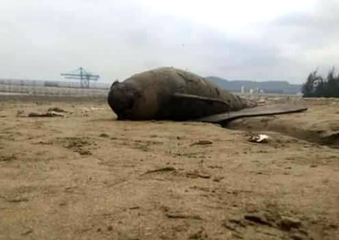 hai xác cá heo trôi dạt ảnh 1 hai xac ca heo troi dat anh 1