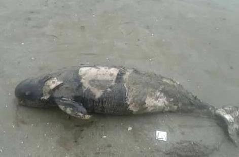 Hai xac ca heo dat vao bo bien Thanh Hoa hinh anh