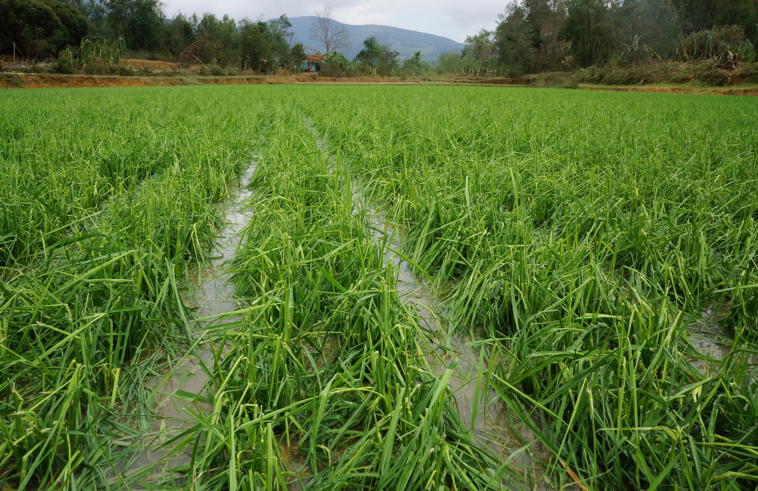 Ngon ngang sau con loc kem mua da o Thanh Hoa anh 12