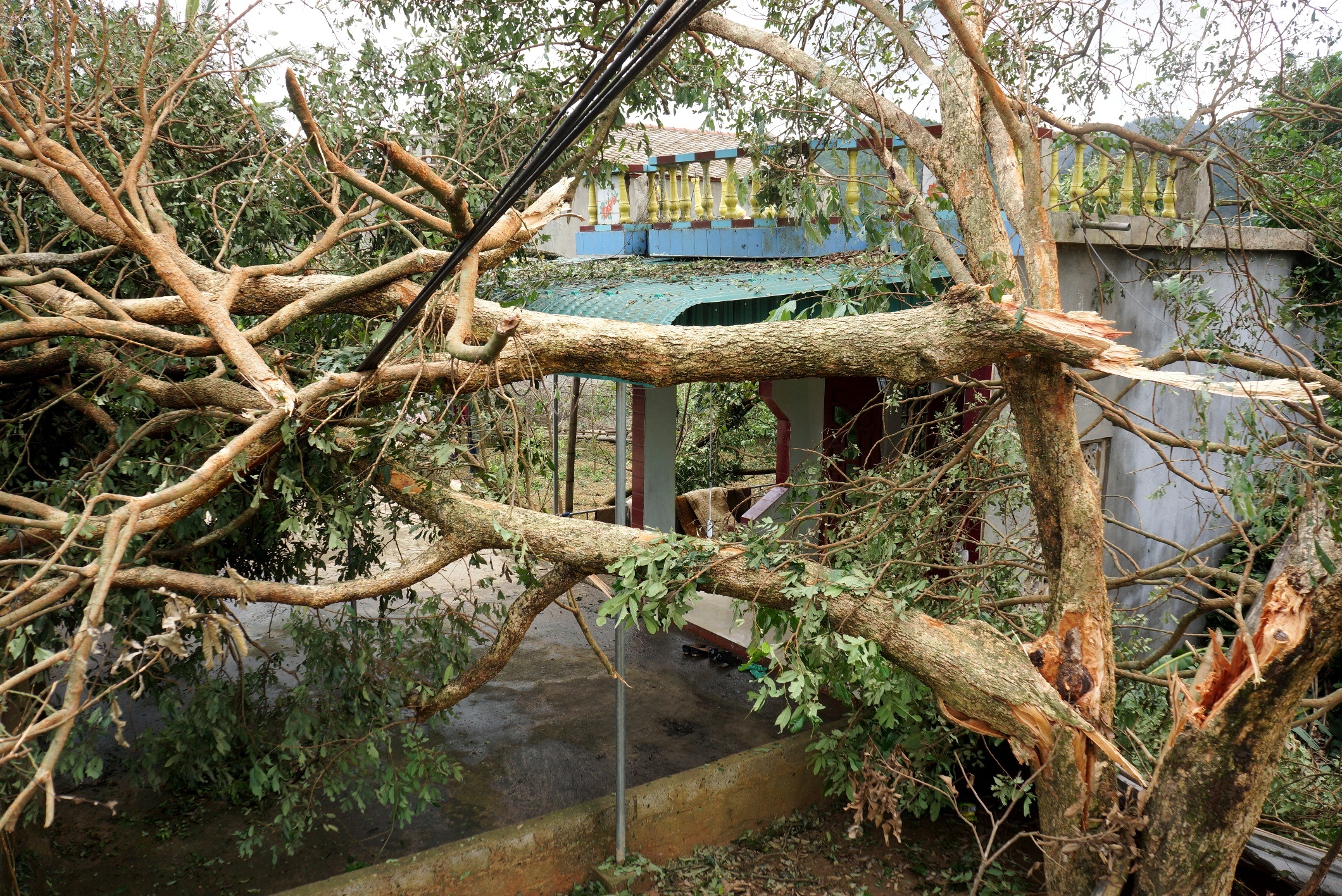 Ngon ngang sau con loc kem mua da o Thanh Hoa anh 1