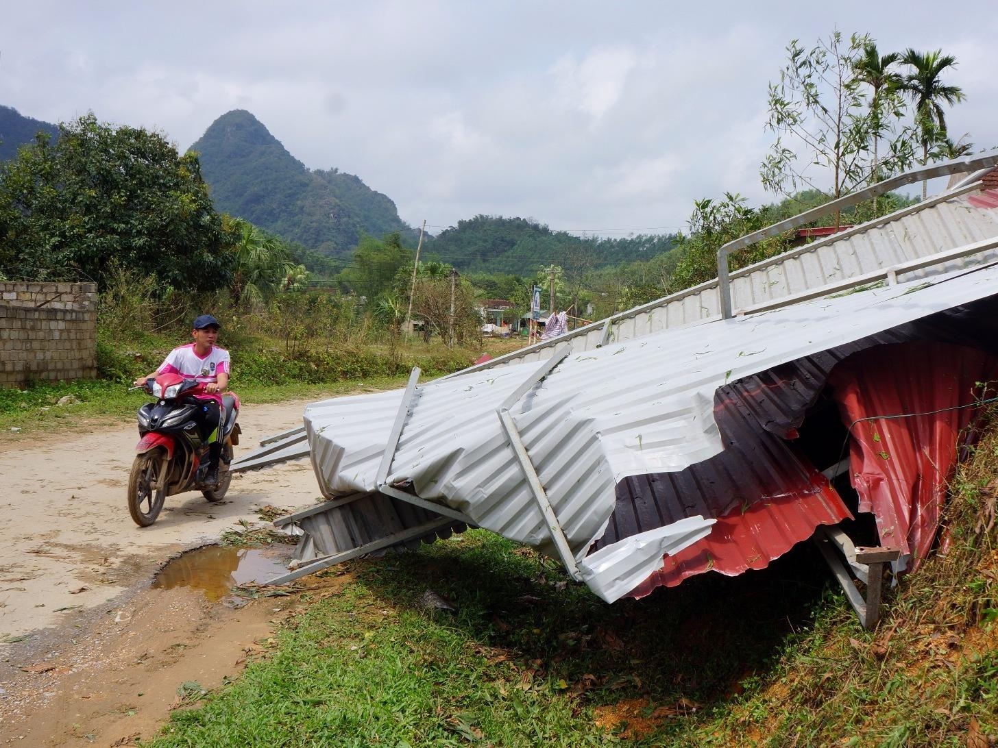 Cay gay do, hang chuc nha toc mai sau tran mua da hiem thay hinh anh