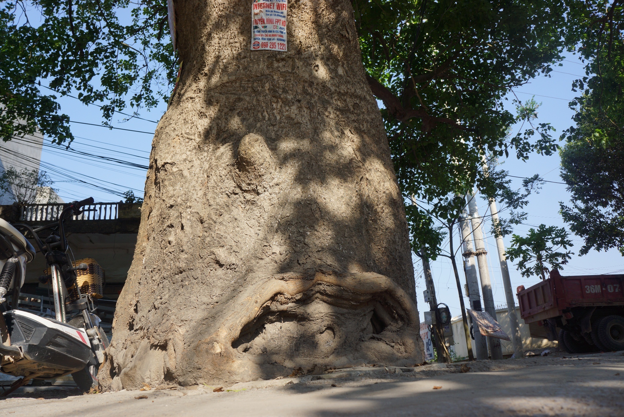 con duong ne cay co thu anh 3