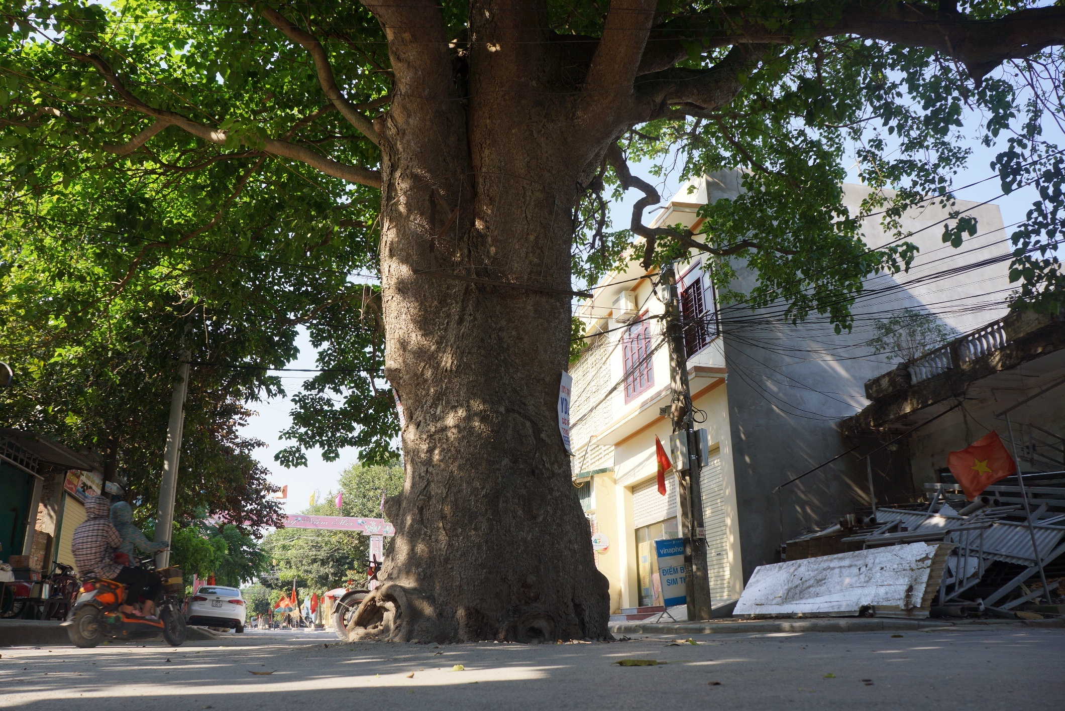 con duong ne cay co thu anh 2