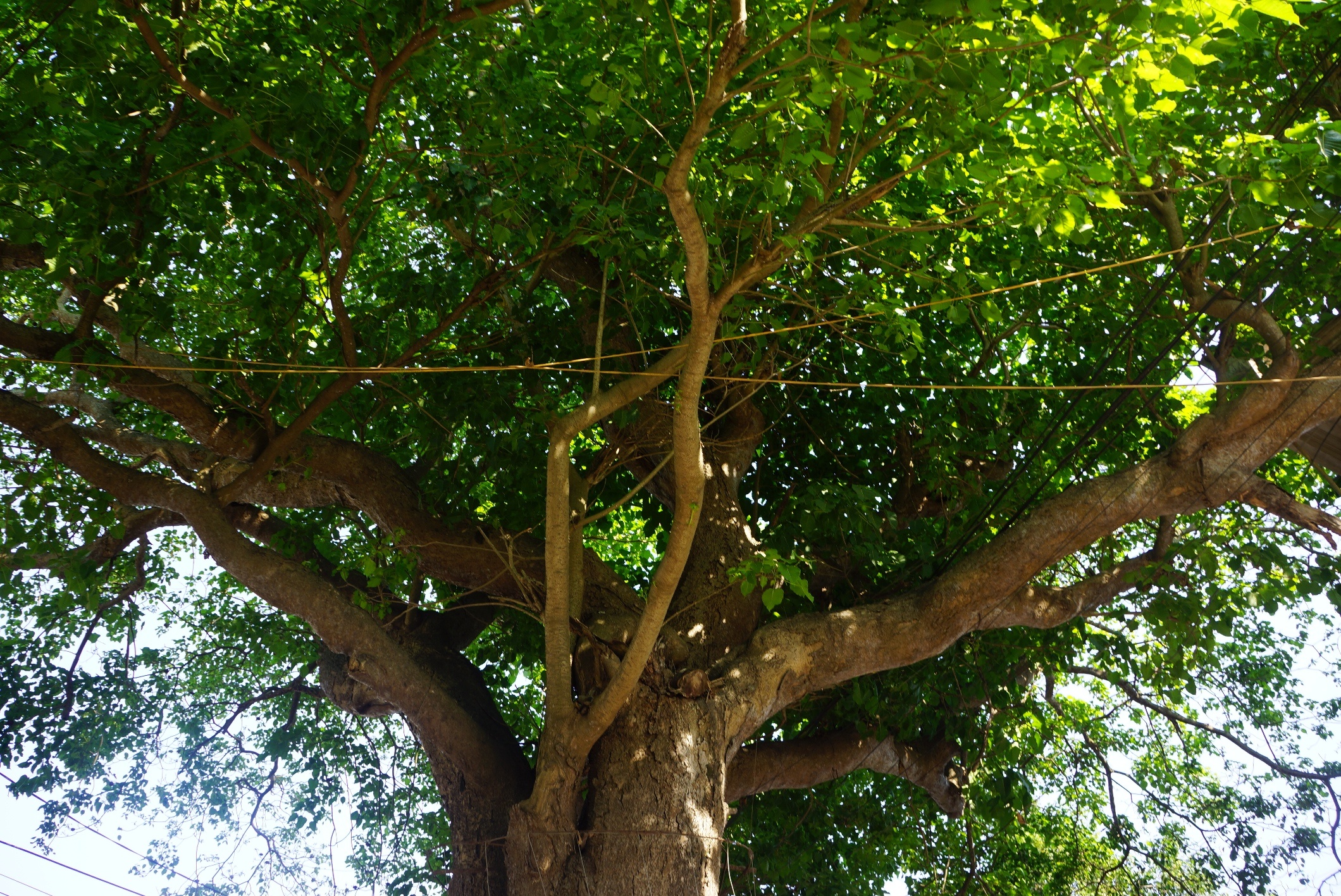 con duong ne cay co thu anh 4