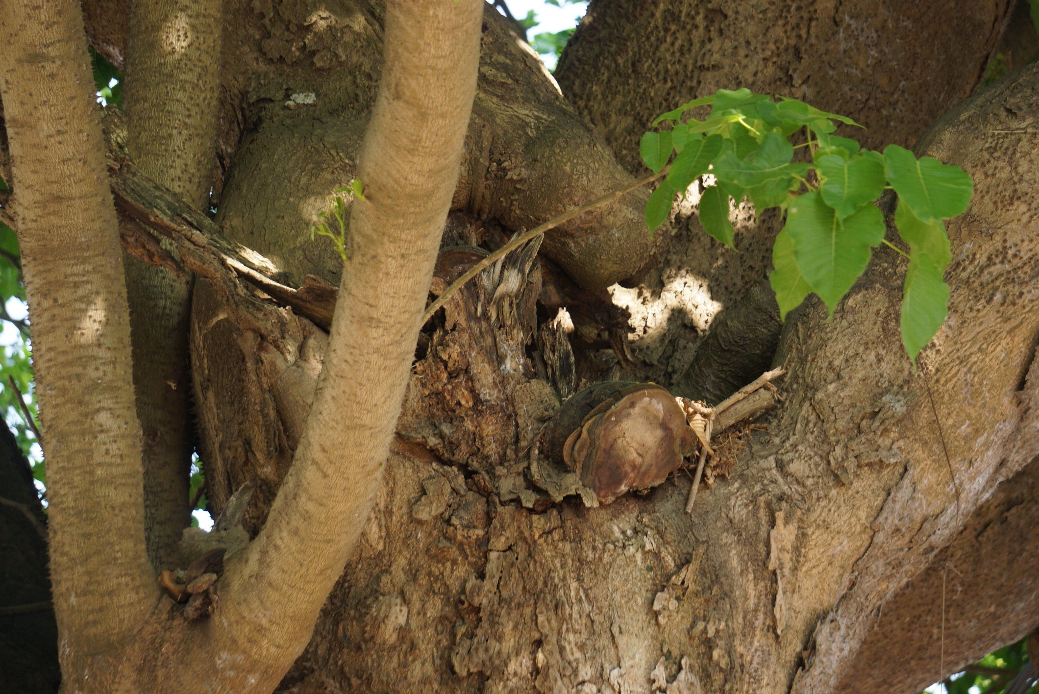 con duong ne cay co thu anh 7