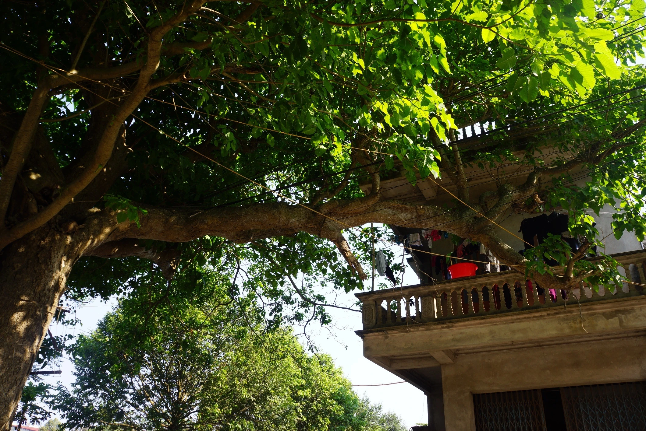 con duong ne cay co thu anh 8