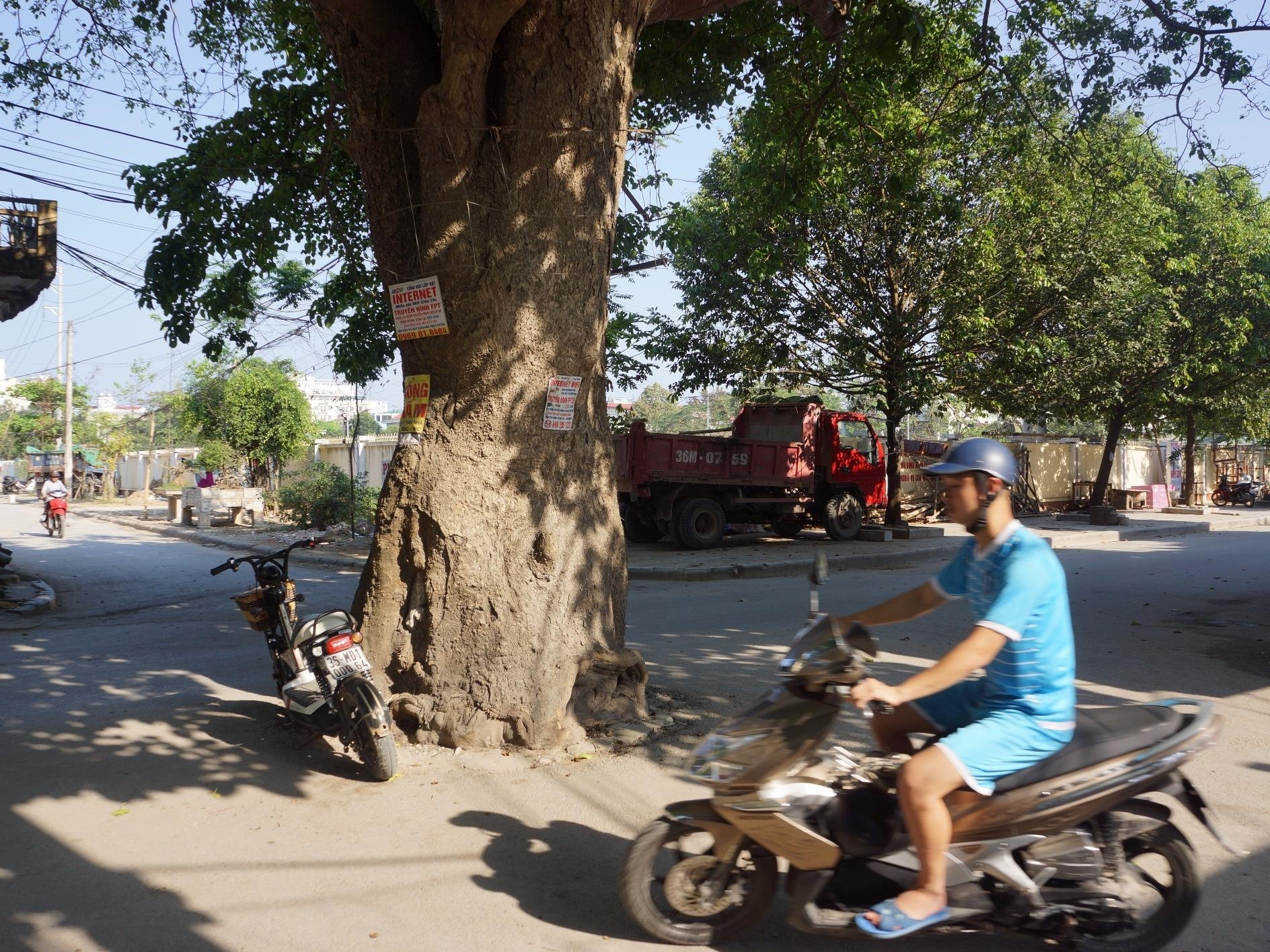 Cay vong 70 nam tuoi nam giua nga tu duong hinh anh