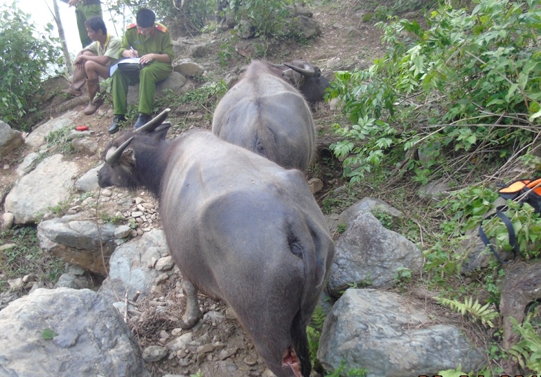 bắt nghi can chém trâu ảnh 2 bat nghi can chem trau anh 2