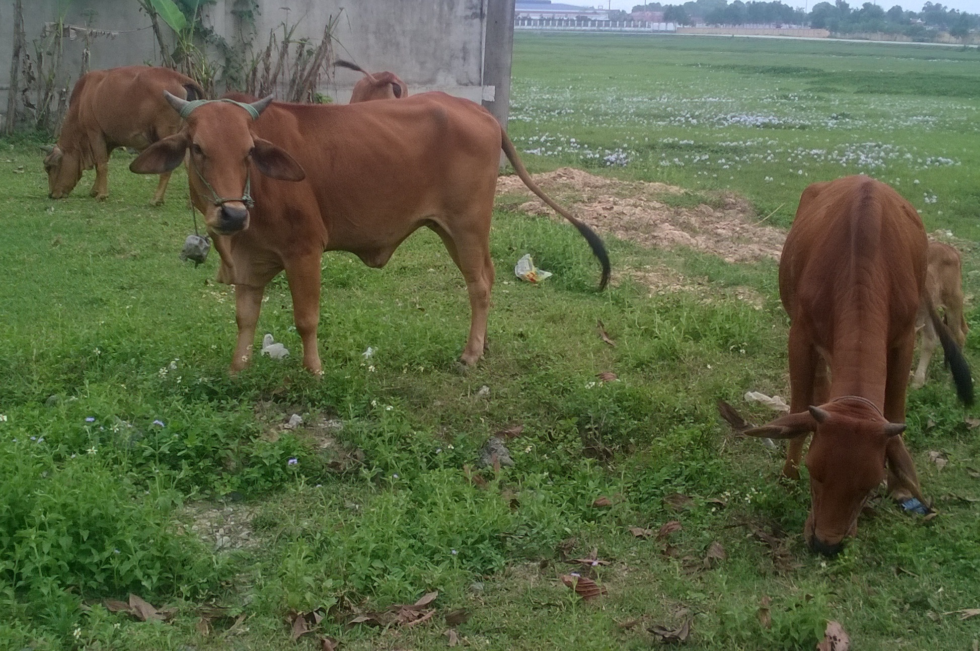 Bò lăn chết bất thường ảnh 1 Bo lan chet bat thuong anh 1