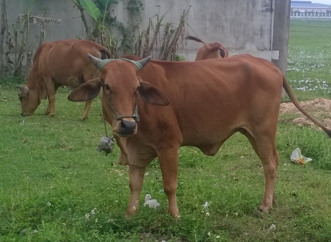 Hang chuc con bo gay tro xuong lan ra chet bat thuong hinh anh