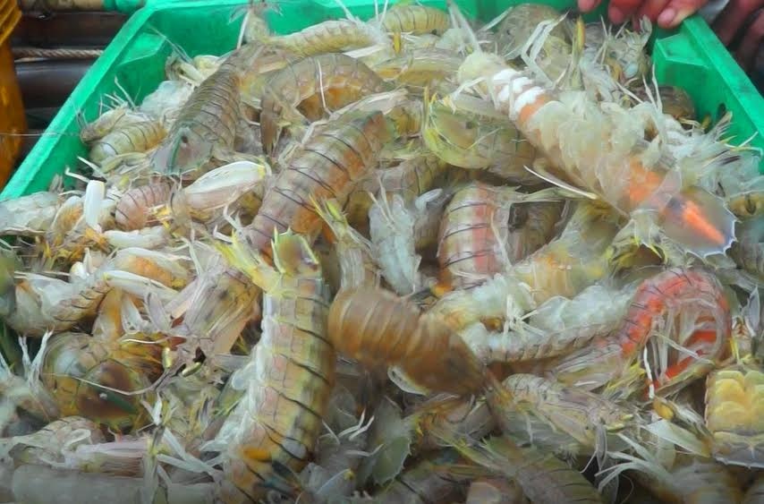 Ngu dan Thanh Hoa thu tien trieu moi ngay nho duoc mua be be hinh anh