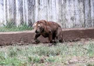 Nam sinh lop 7 bi ho vo trung chan hinh anh