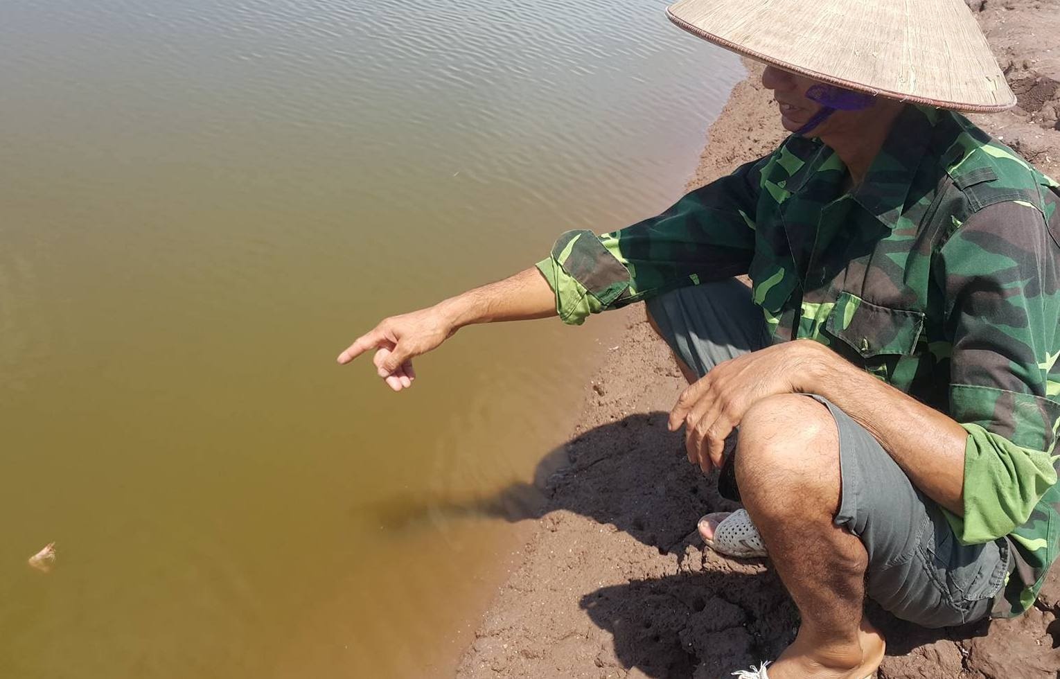 Nguoi nuoi dieu dung vi tom chet hang loat hinh anh