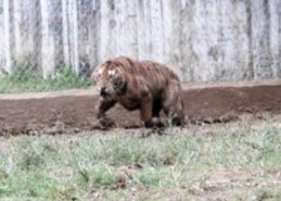 Kien nghi tich thu dan ho nuoi vo chan hoc sinh 13 tuoi hinh anh