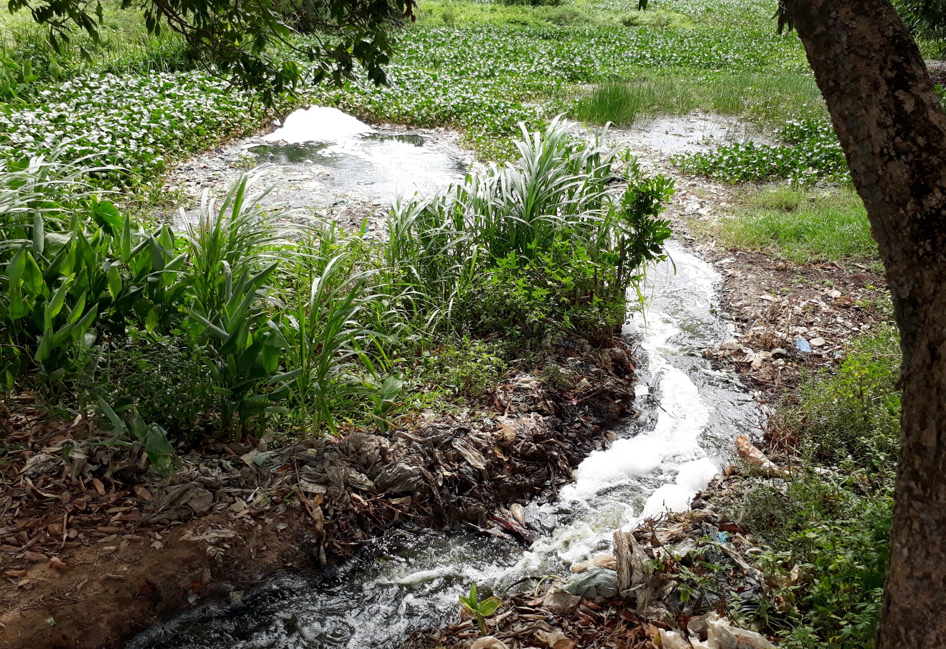 bai rac Sam Son anh 6