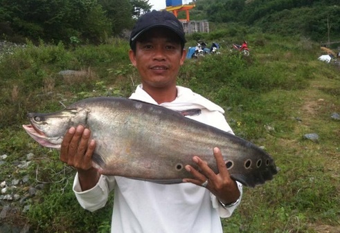 Cau duoc ca that lat 7 kg hinh anh