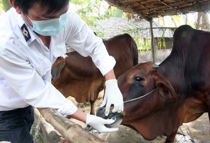 Can bo thu y dung kim tiem phong trau bo dam truong thon hinh anh