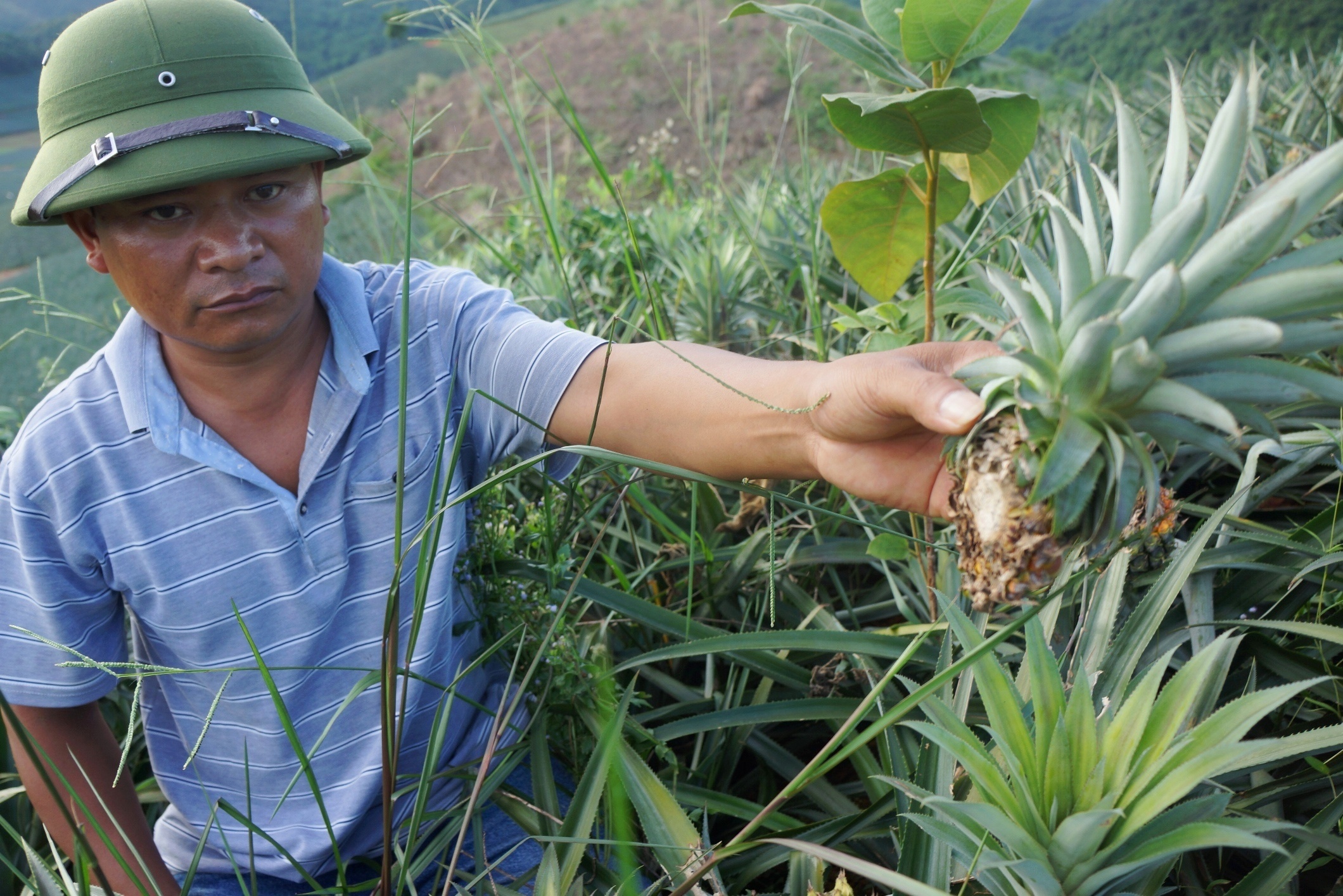 Ke xau tan pha hang chuc nghin cay dua sau mot dem hinh anh