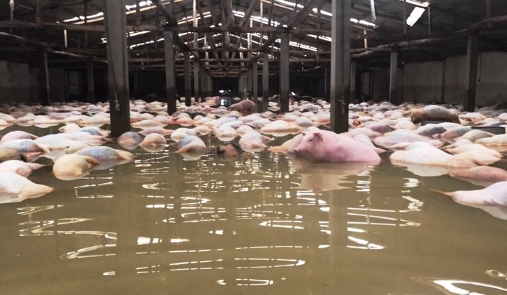 Tieu huy dan lon chet anh 1