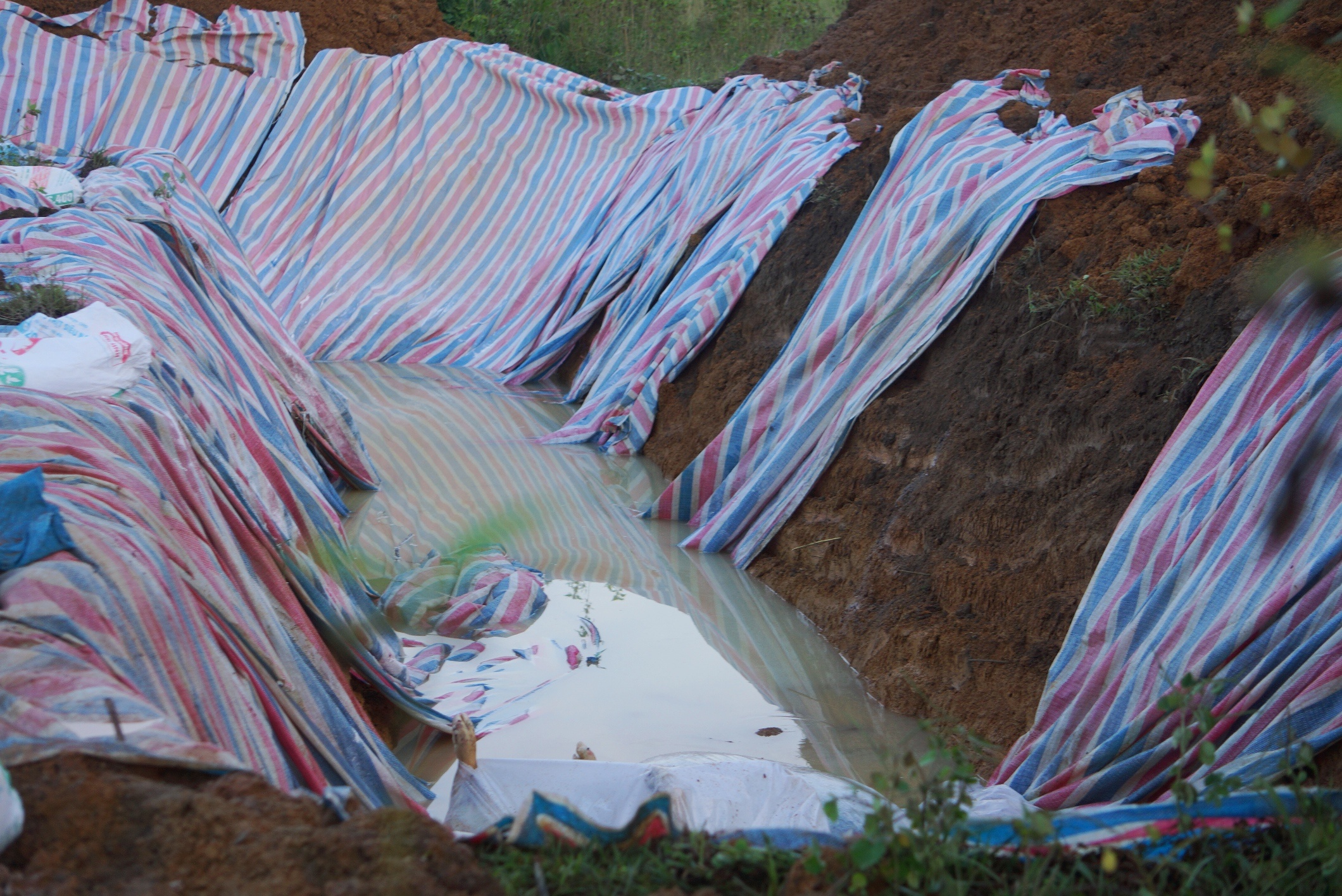 Tieu huy dan lon chet anh 5