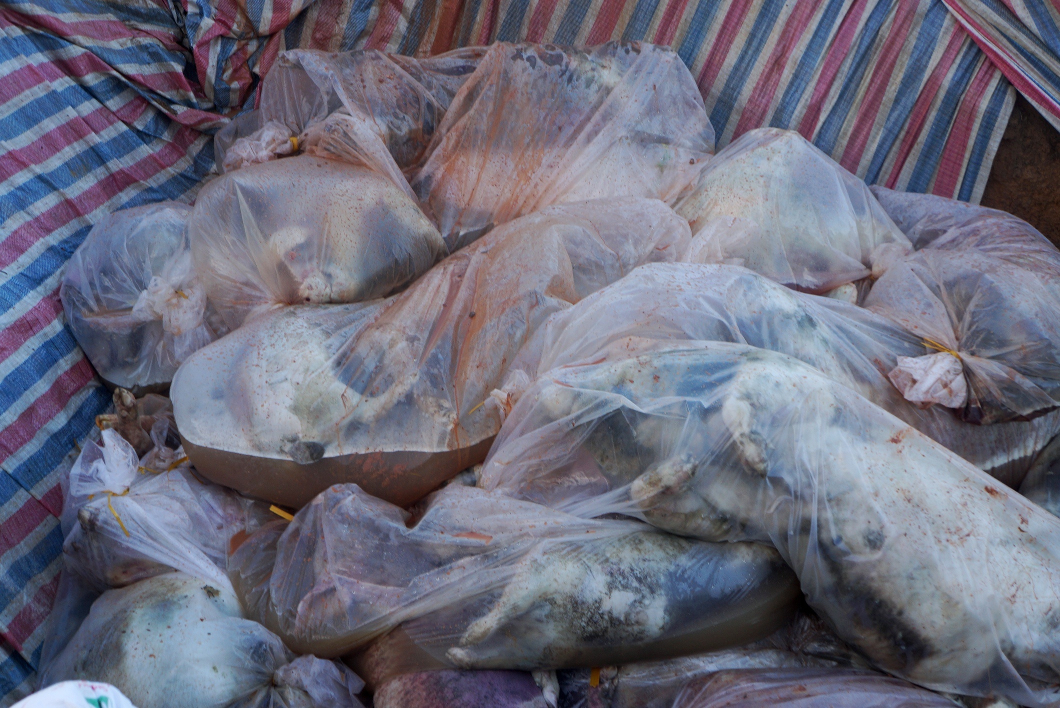 Tieu huy dan lon chet anh 7