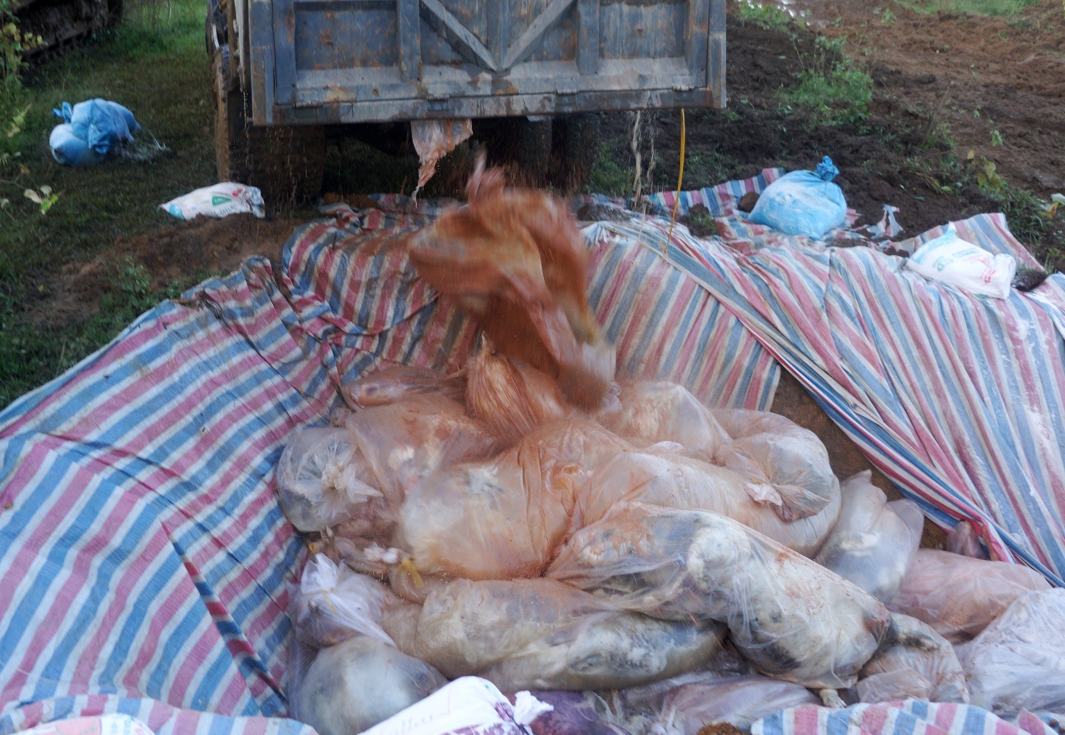 Tieu huy dan lon o Thanh Hoa chet trong nuoc lu hinh anh