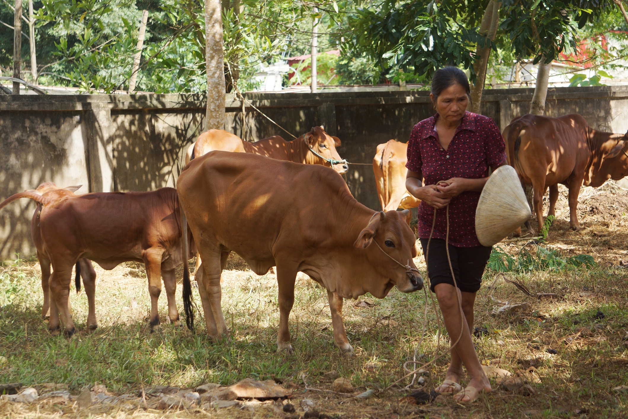 dan chua the ve nha anh 9