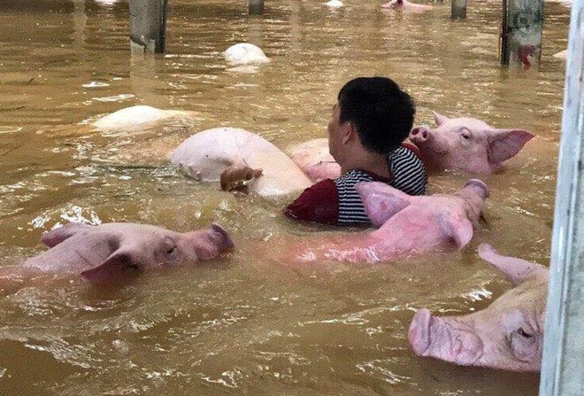 tiêu hủy xong đàn lợn ảnh 3 tieu huy xong dan lon anh 3