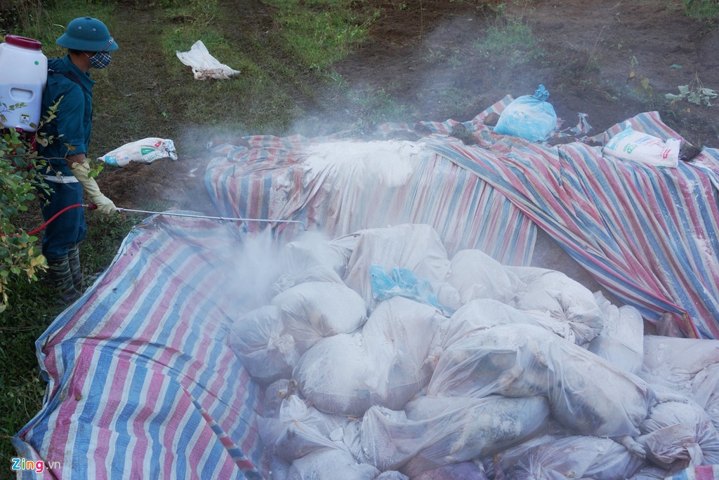 tieu huy xong dan lon anh 2