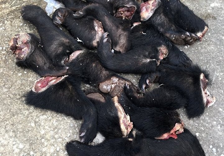 Xe khach bien Lao cho go huong cung hang chuc ca the dong vat hinh anh