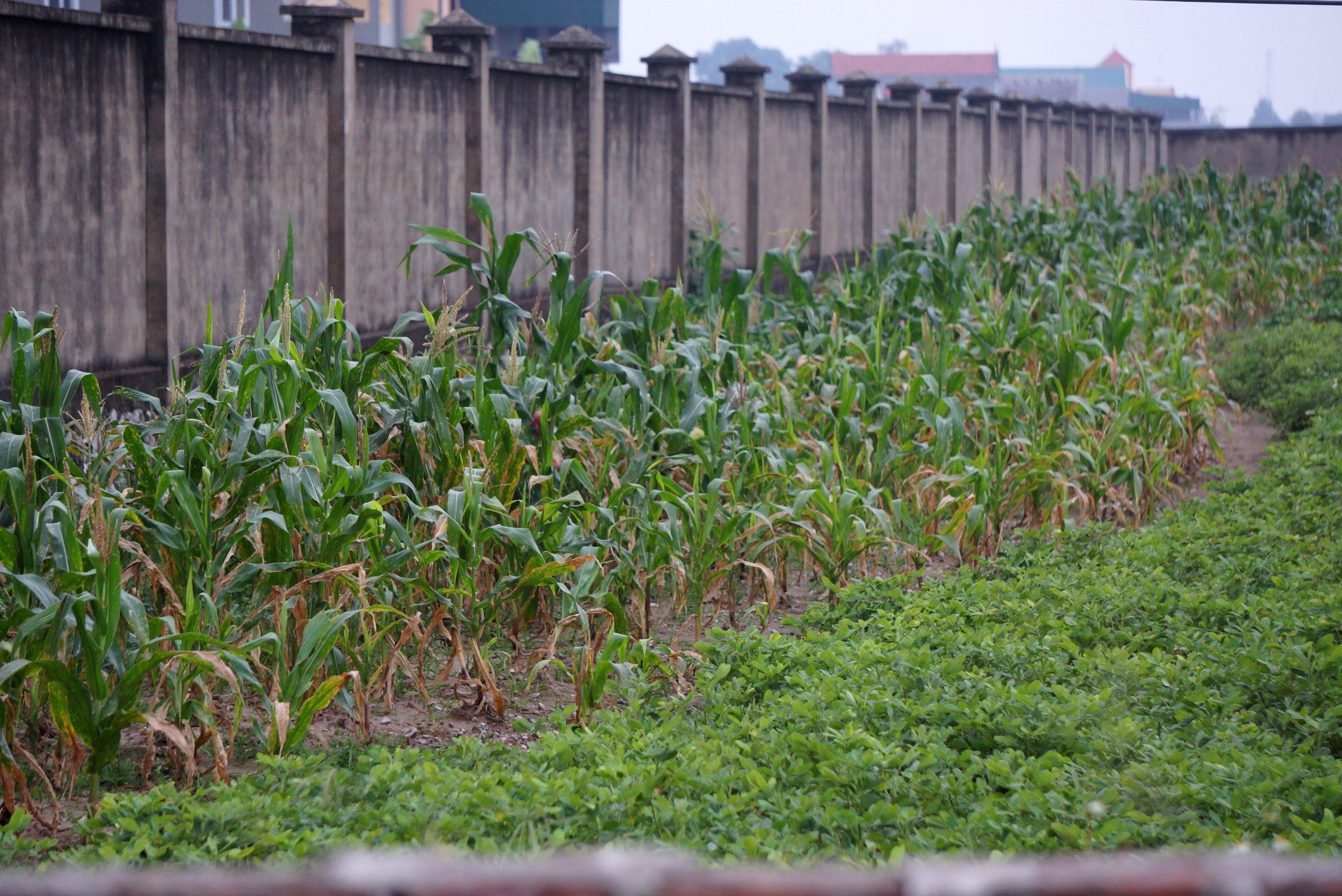 du an truong hoc bo hoang anh 9