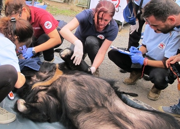 3 ca the gau ngua bi nhot gan 20 nam trong long o Ninh Binh hinh anh