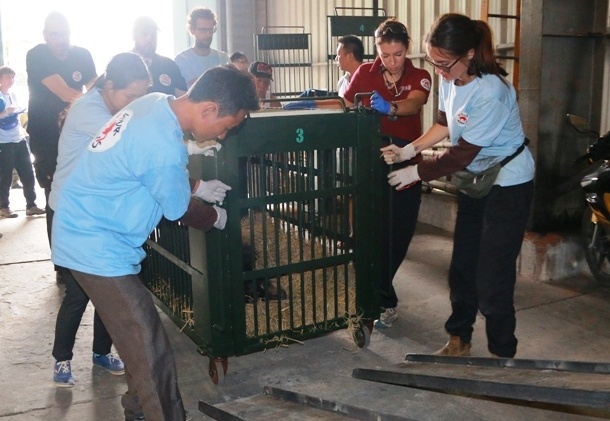 giai cuu gau ngua anh 3