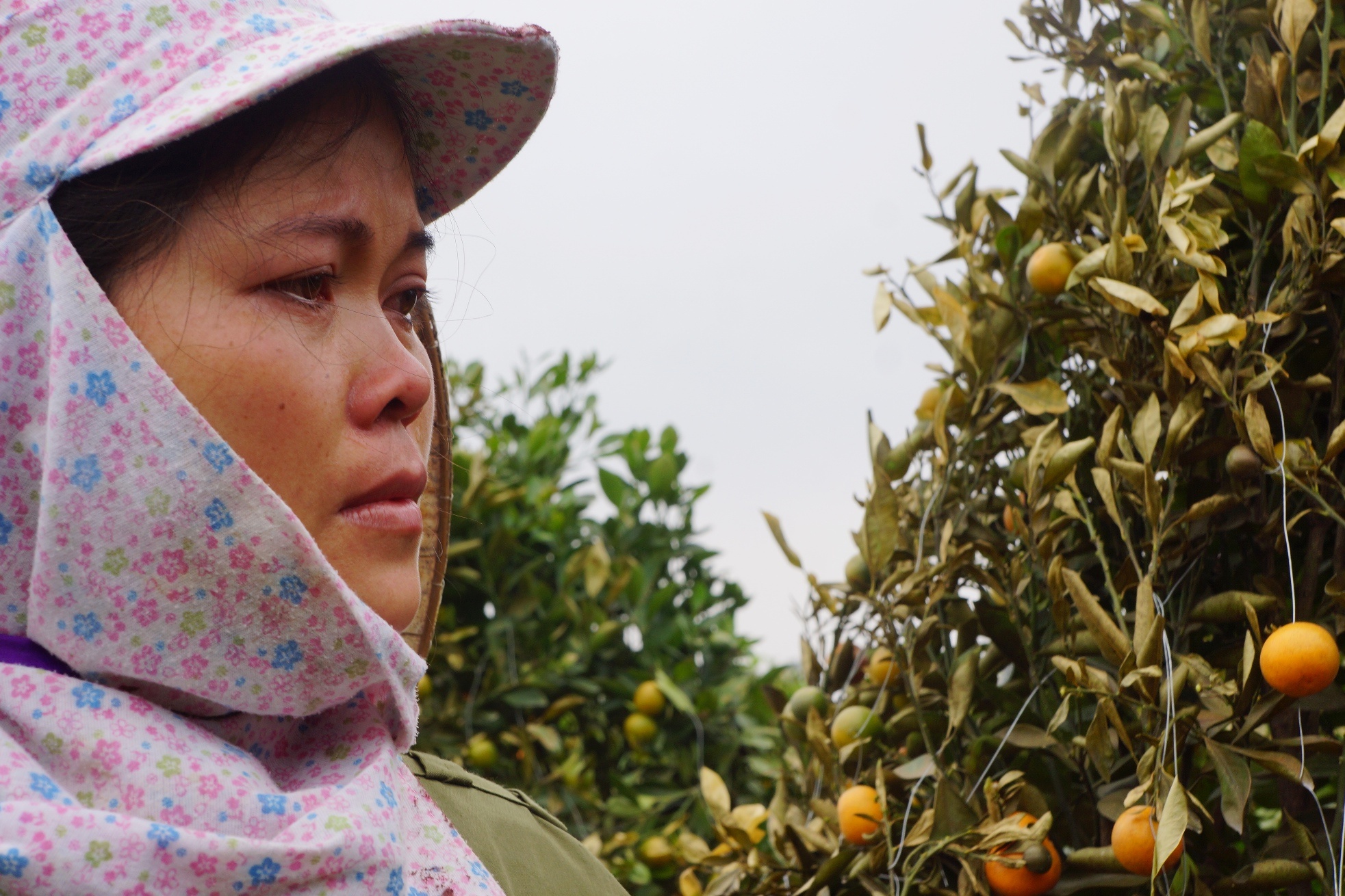 Vuon quat cua nguoi dan ban dip Tet bi ke xau pha hoai hinh anh