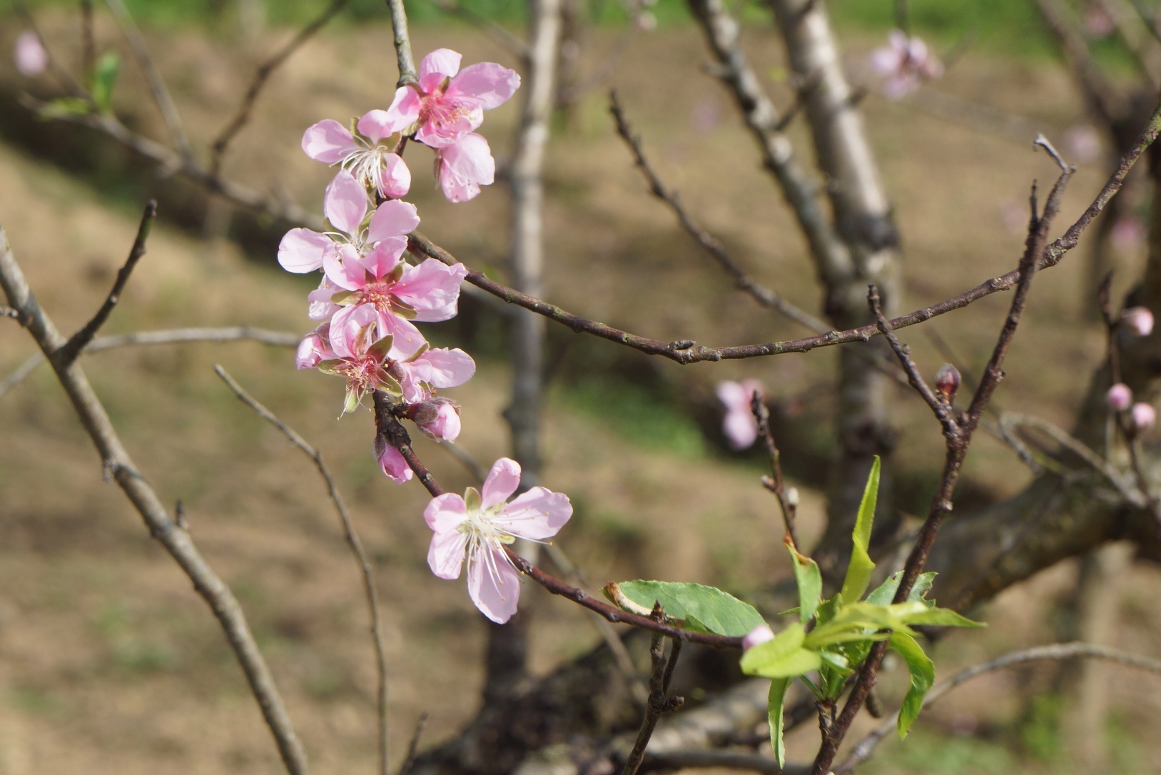 Dan vung 'thu phu' dao phai xu Thanh lo lang vi hoa no som hinh anh